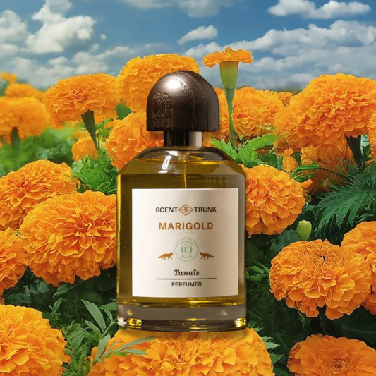 Marigold - Tanais